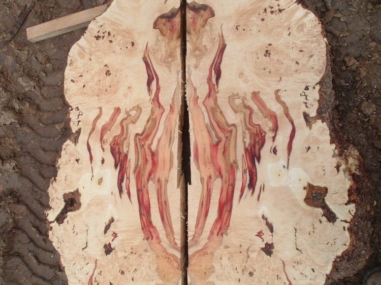 ning-boxelderburl013-48523-65.jpg?width=