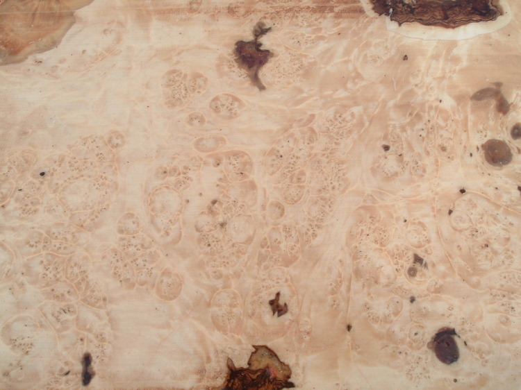 ning-boxelderburl014-48523-57.jpg?width=