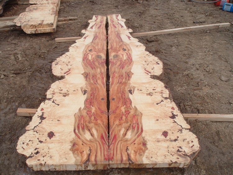 ning-boxelderburl015-48523-97.jpg?width=