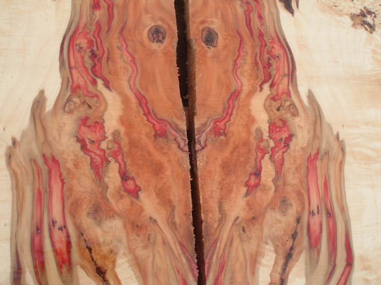 ning-boxelderburl016-48523-22.jpg?width=
