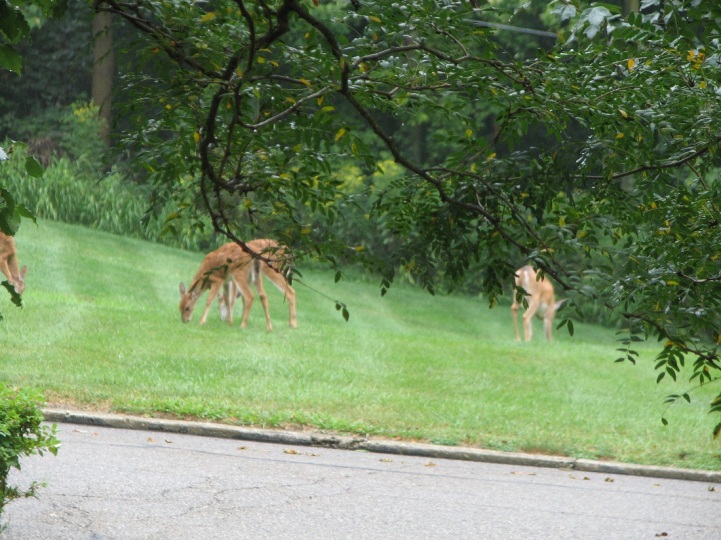 ning-deer1-42371-4.jpg?width=721