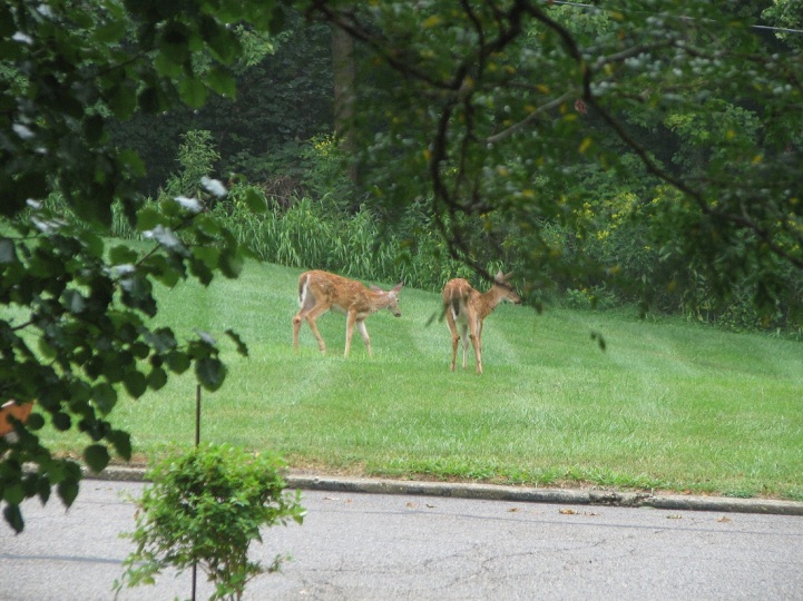 ning-deer2-42371-34.jpg?width=721