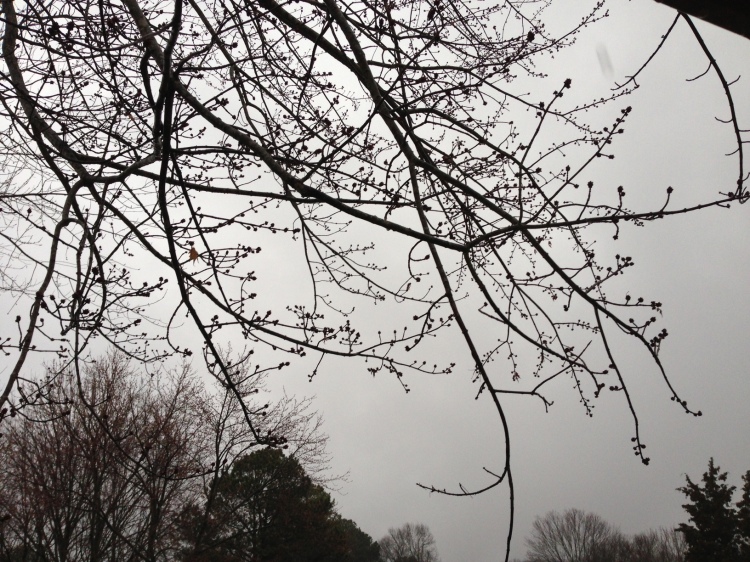 ning-mapletreebuds-17313-11.jpg?width=75