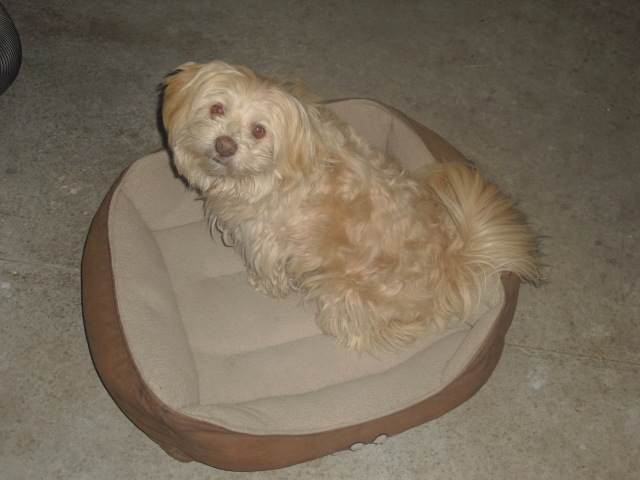 ning-shopdog-49898-1.jpg?width=640