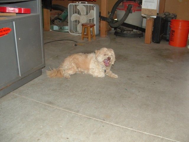ning-shopdog-53444-60.jpg