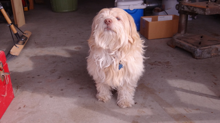 ning-shopdogwoody4-21871-34.jpg?width=72