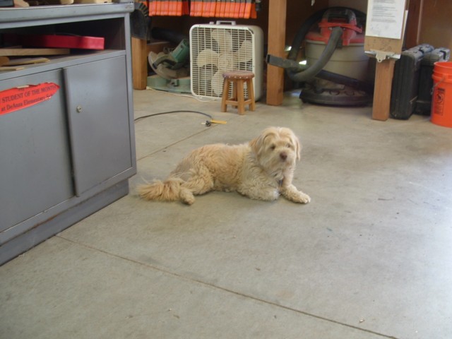 ning-shopdogyawning-53444-23.jpg