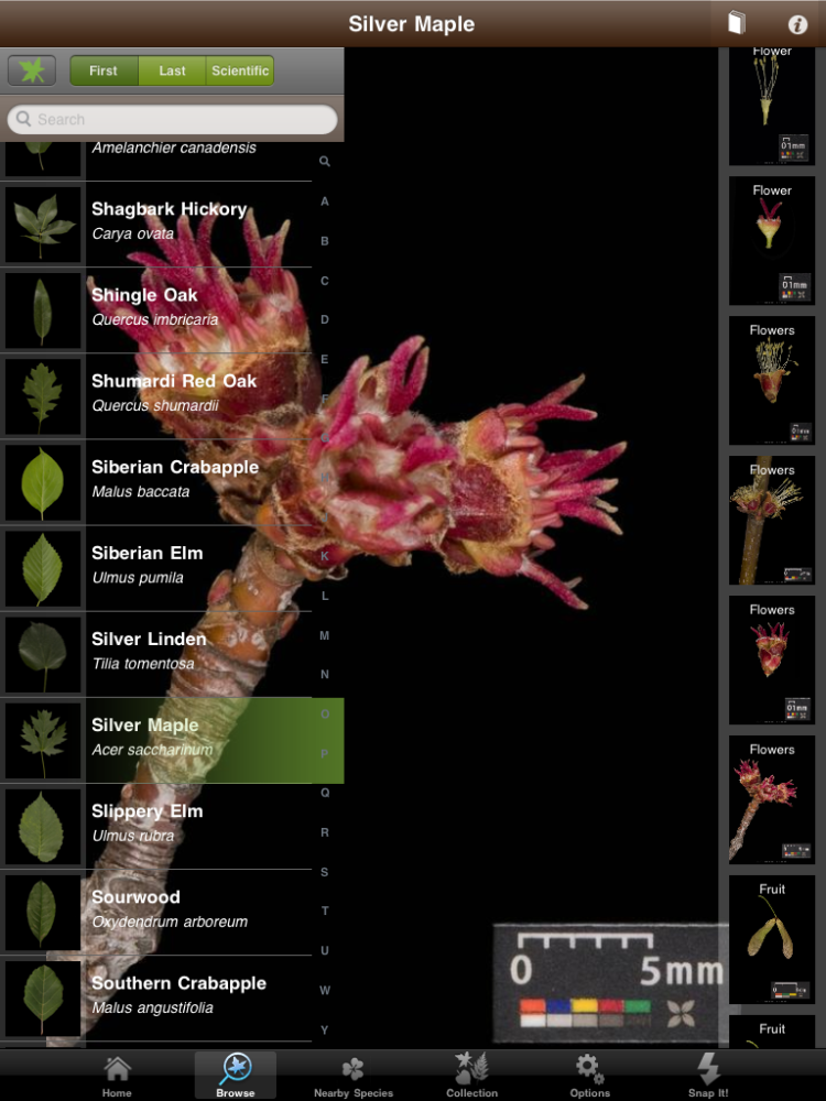 ning-silvermaple-17313-25.png?width=750