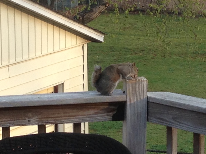 ning-squirrel-14972-55.jpg?width=721