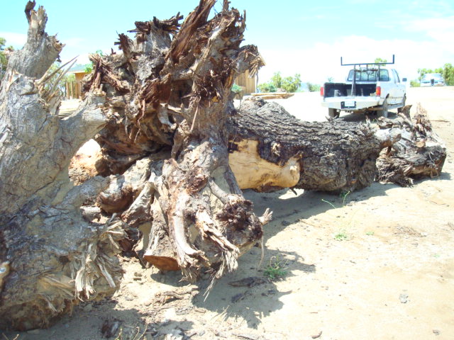ning-walnutstump-51898-39.jpg