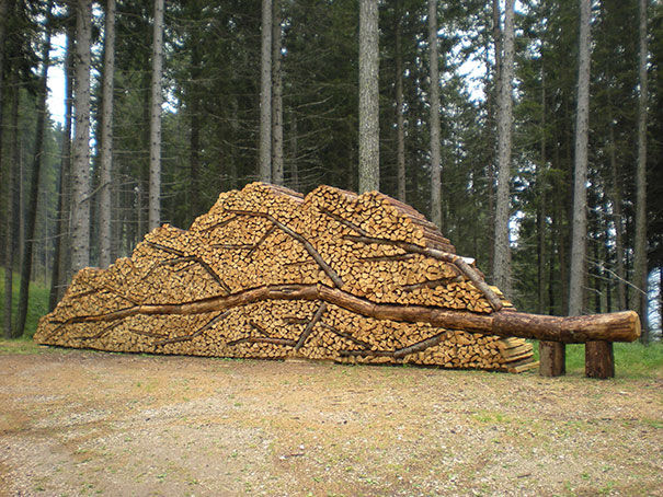 1-fallen-tree