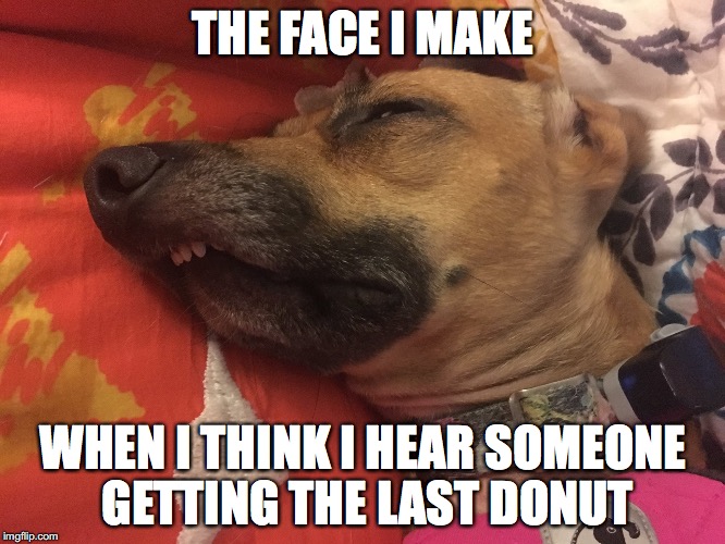 Image result for dog with donut in mouth