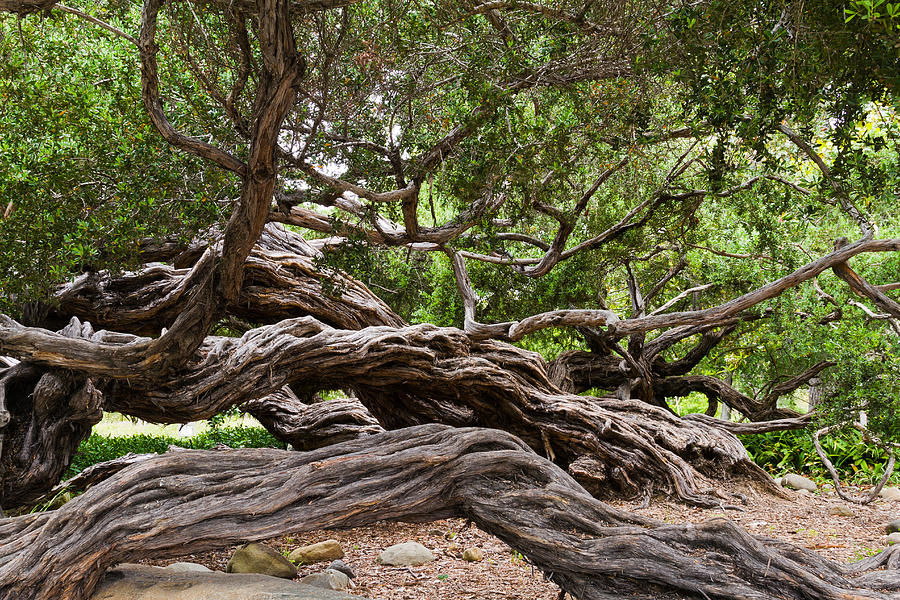 gnarly-tree-iii-bernard-barcos.jpg&f=1