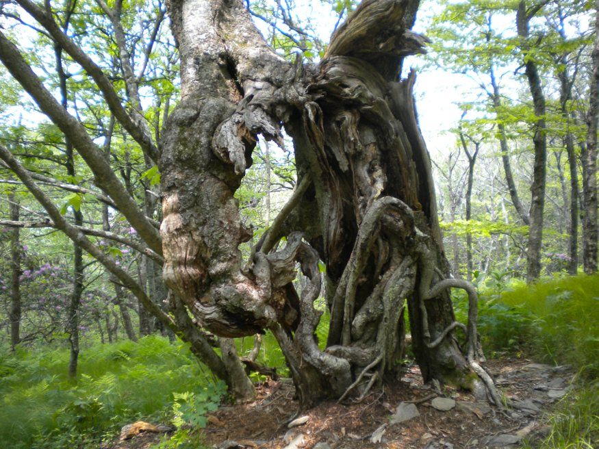 Gnarly-Tree-26-May-2012.jpg&f=1