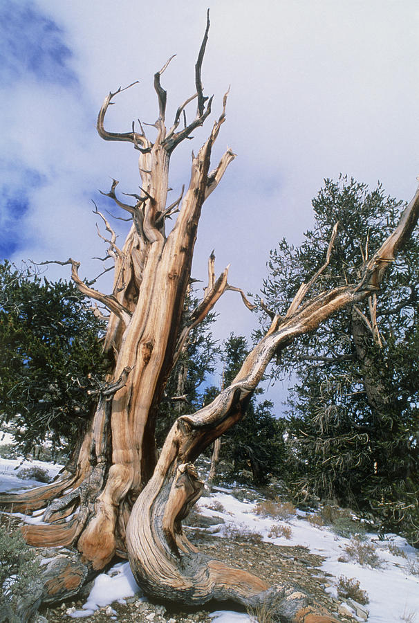 bristlecone-pine-tree-pinus-aristata-dav