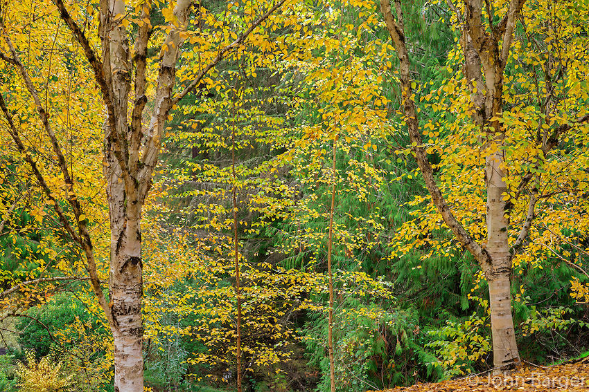 ORPTH-D138-Autumn-colored-Himalayan-birc