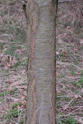 Wild-Cherry-Prunus-avium-bark.jpg