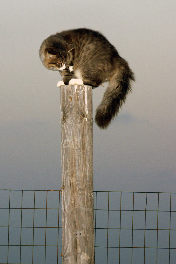 Image result for cat on a pole