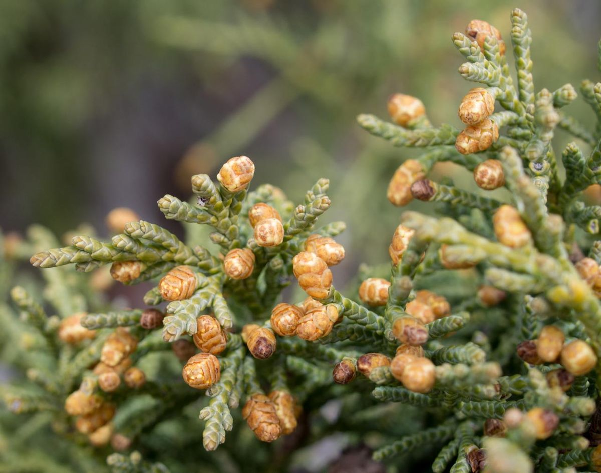 juniper