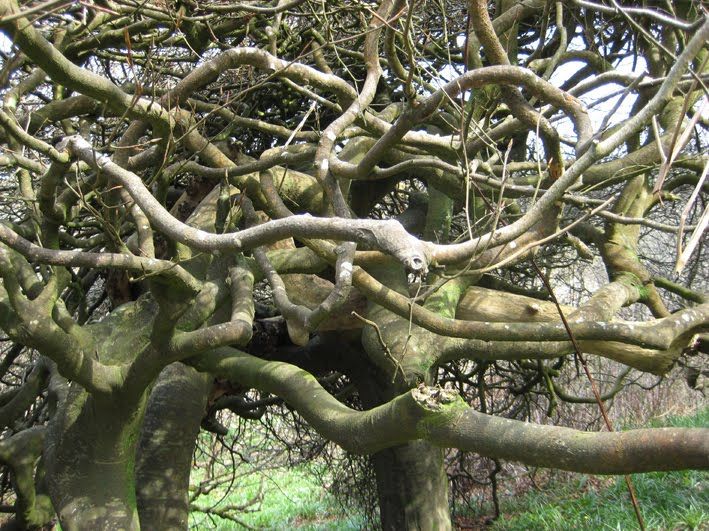 4%2Bknarly%2Btree.jpg&f=1