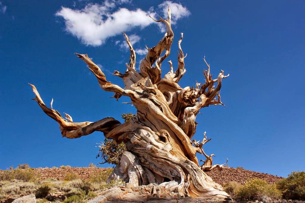 bristlecone%252Boldest%252Btree%252B2.jp