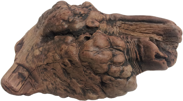 manzanita-burl.png