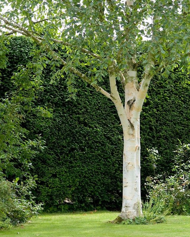 medium_betula_utilis_var__jacquemontii.j