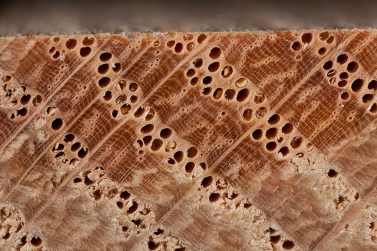 Image result for red oak open pores