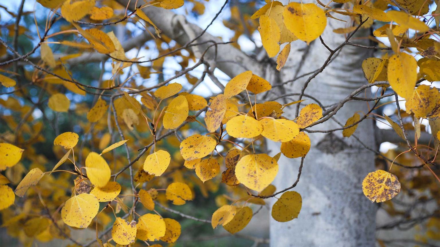 quaking-aspen.jpg