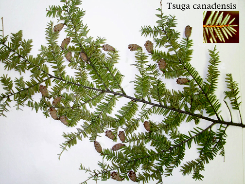 Image result for flat needle pine trees