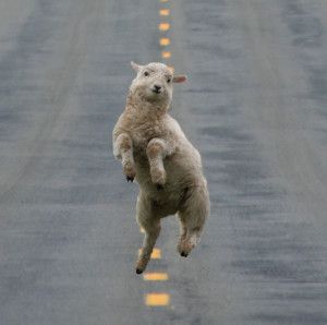 smiling-laughing-animals-9-300x298.jpg.jpe