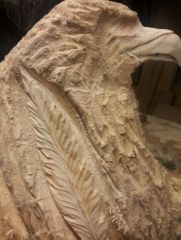 eagle w feathers 4
