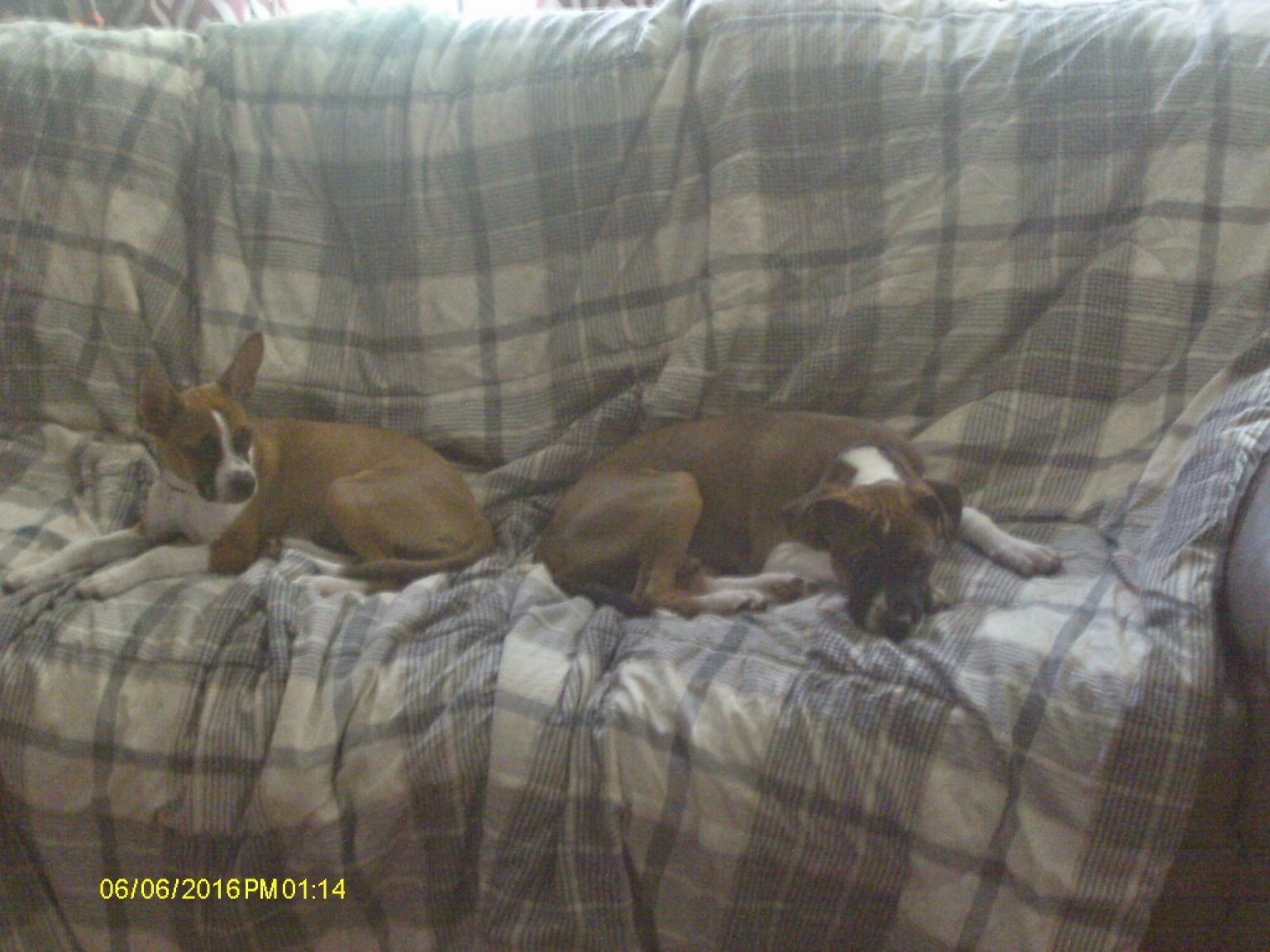 pups.JPG