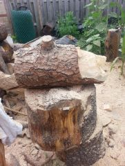 bear log 1b