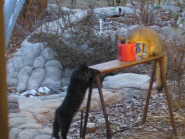 cat getting impatient with the fox.jpg