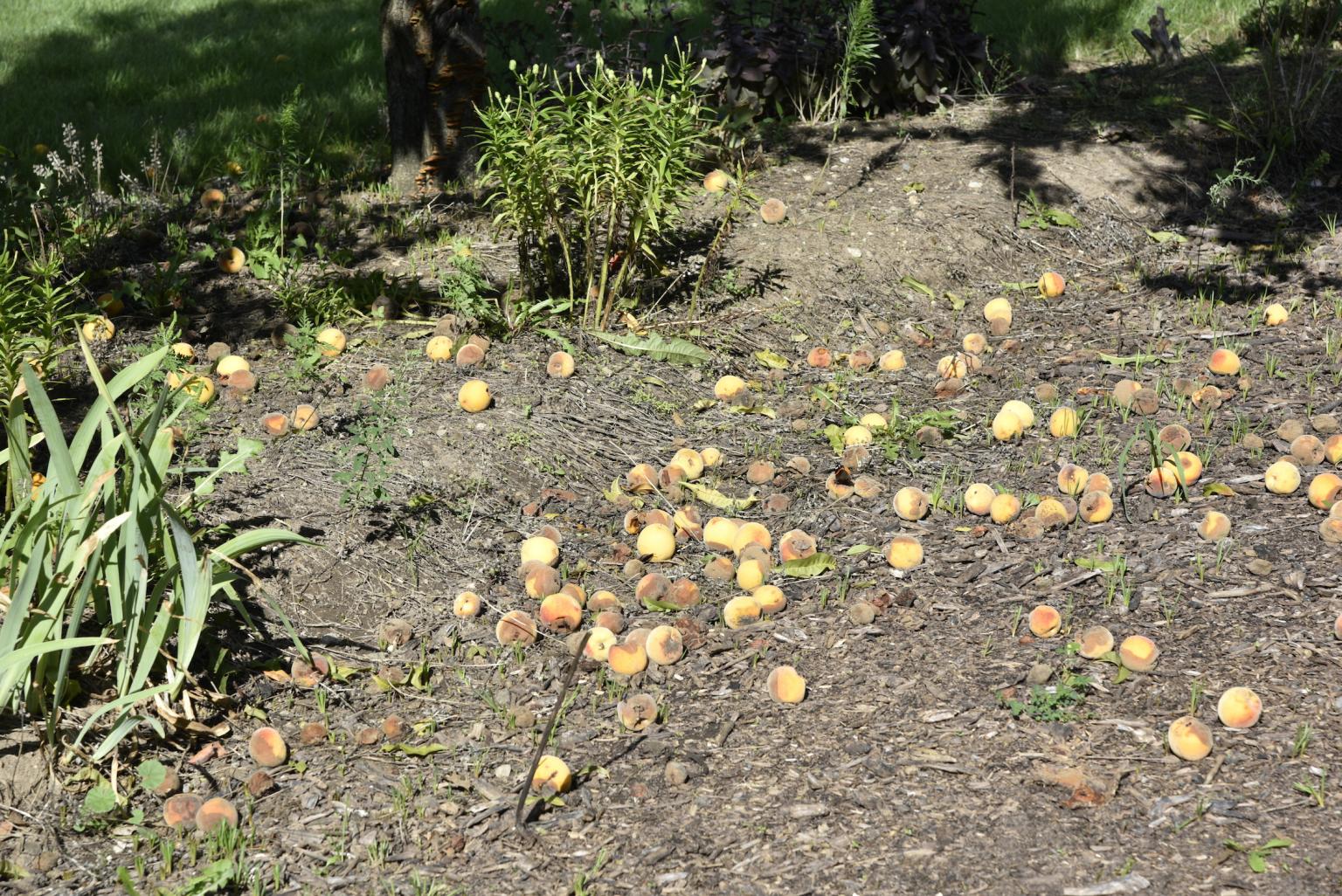 peachessmal.JPG