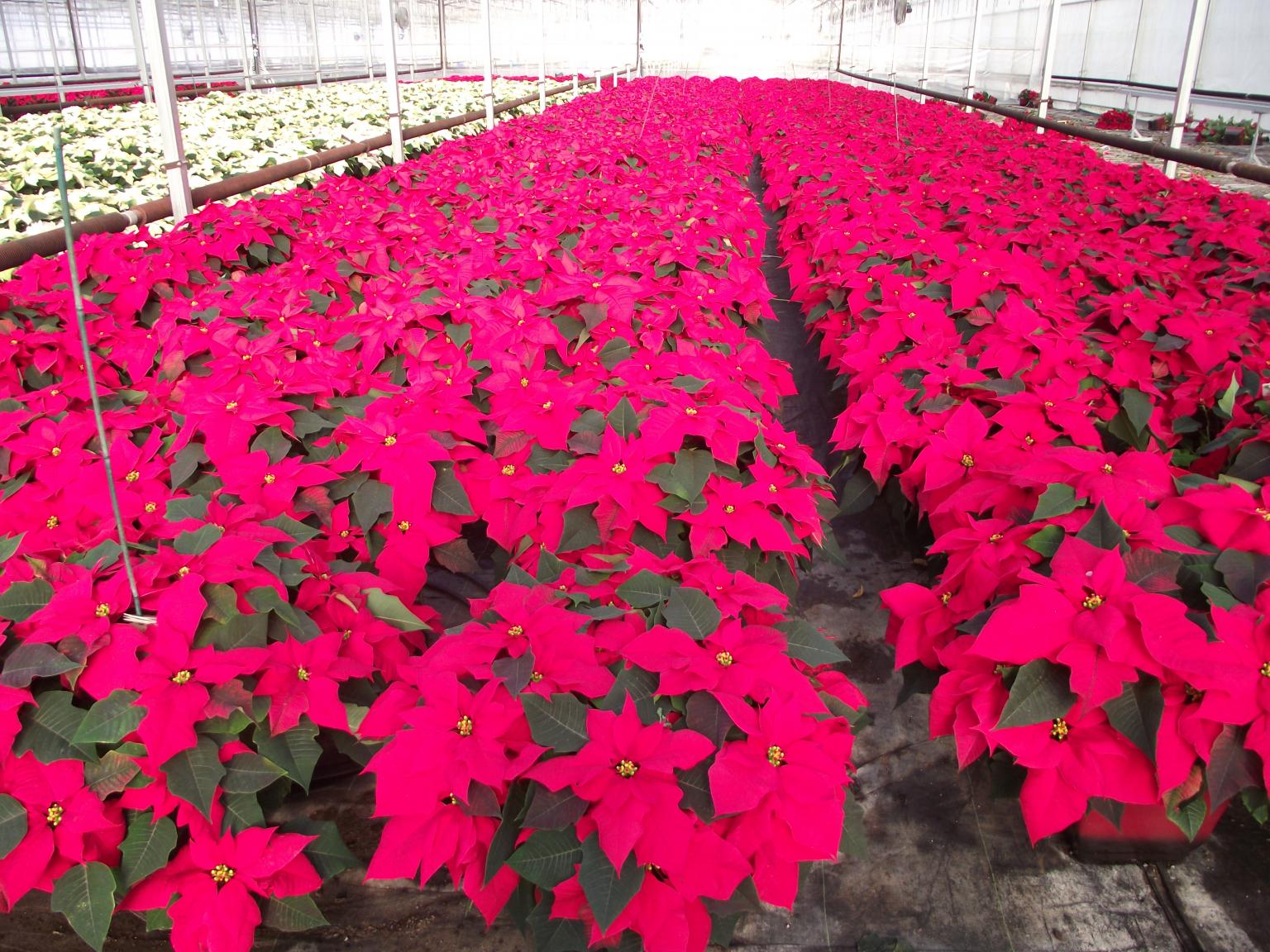 Christmas2011 013.JPG