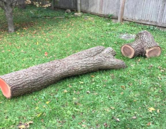 walnut1.JPG