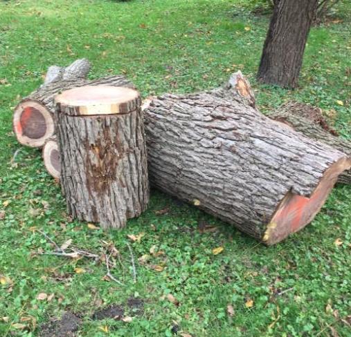 walnut2.JPG