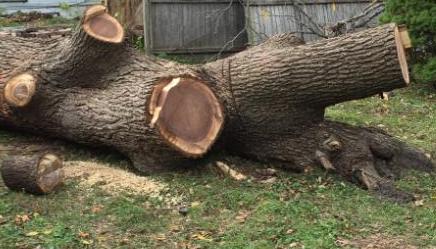 walnut3.JPG