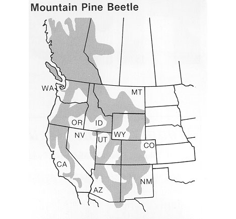 beetle-kill-pine-002.jpg