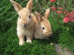 rabbit.jpeg.644ea0f774f0fff6ead3344181a97ec4.jpeg