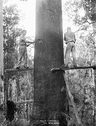 330px-Felling_a_gumtree_c1884-1917_Powerhouse_Museum.jpg.a3ac0c82d7479dbc18cb7660dfec78a4.jpg