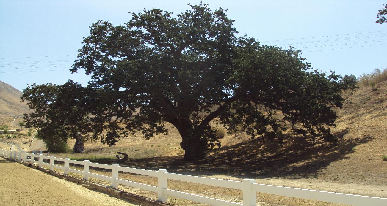 four_oaks_flowers_trees_089-1301x694.jpg.jpeg