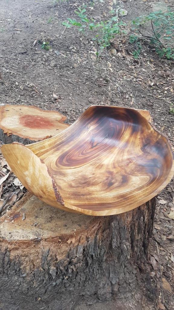 large.59279ef886a50_CamphorLaurel450mmby160mmbowl(1).jpg.43fc1f89a4eb346b54bec784546f7bf1.thumb.jpg.c12e99a24a46fe20b192f0de5b271d60.jpg
