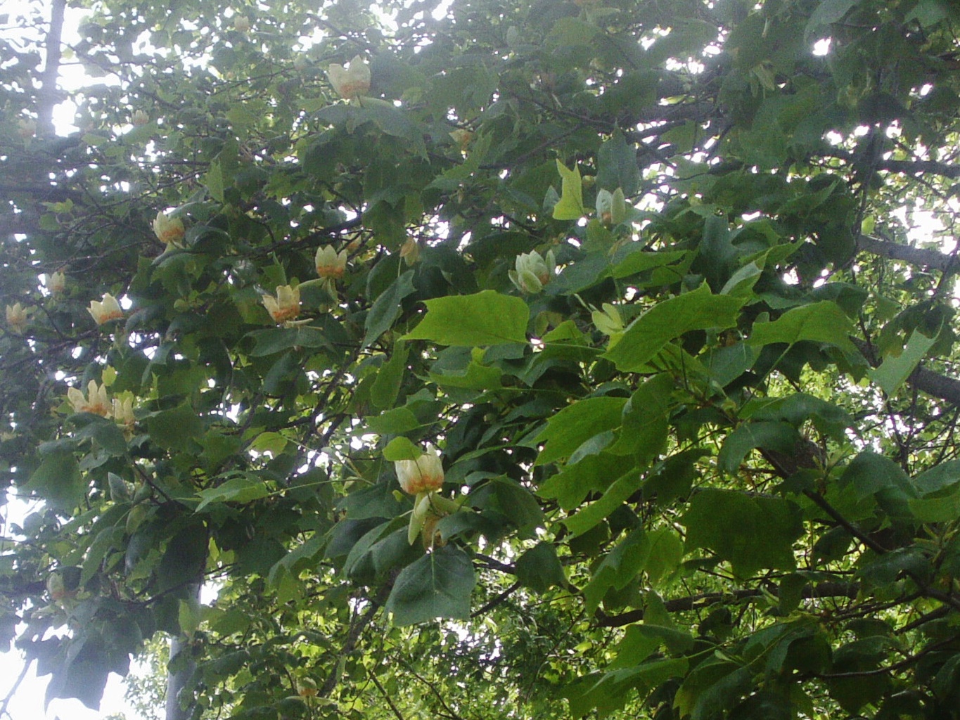 blooms.JPG.0f4cbaf3ca1c784a9dbfd8f77273cda7.JPG