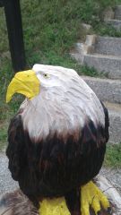 Perched eagle 5