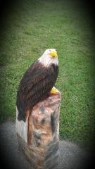 Perched eagle 3