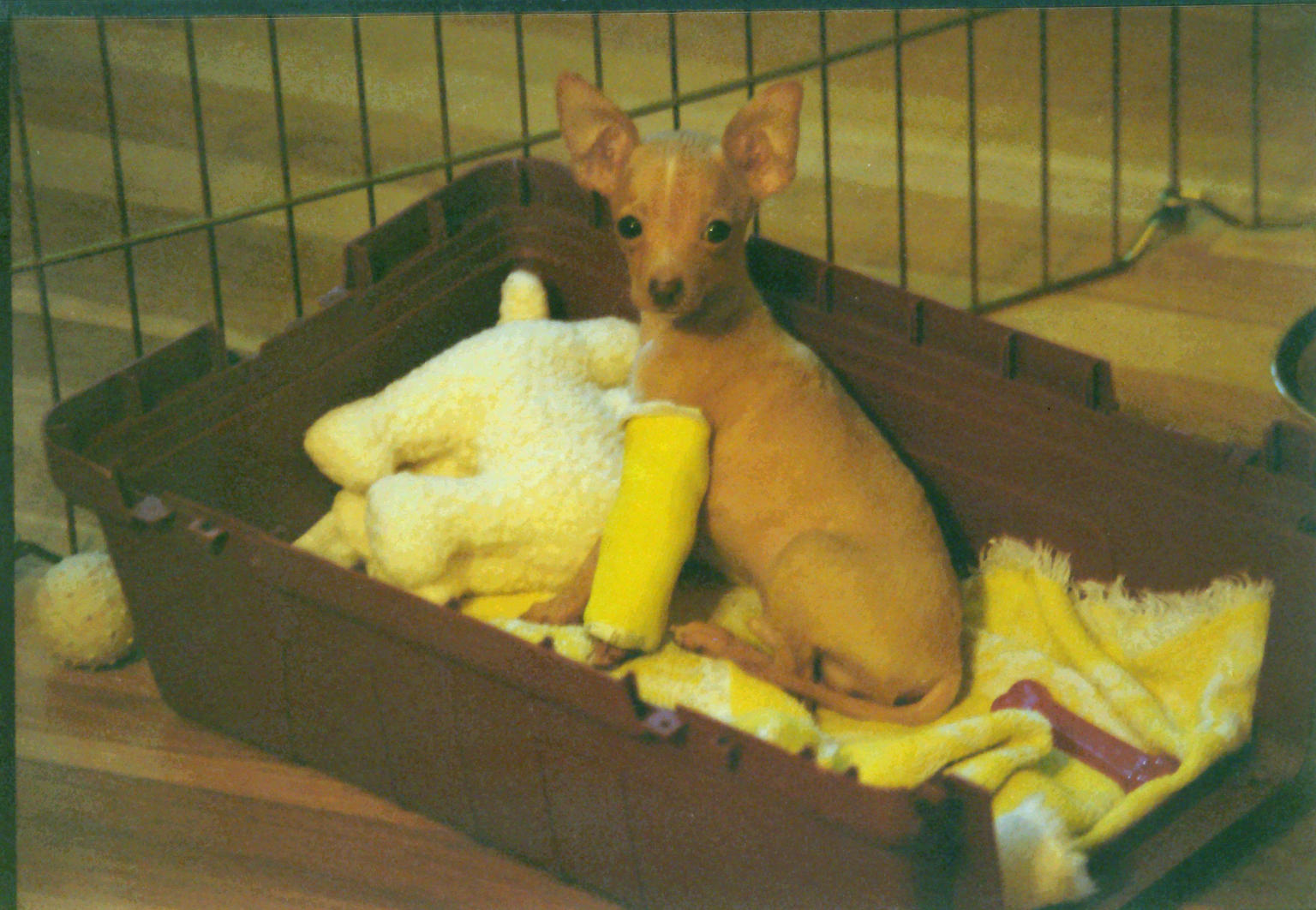 1998-1.thumb.jpg.58a077cf5535948bee0a486c8253f95b.jpg
