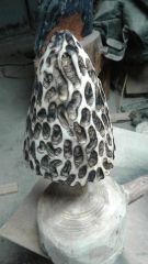 Morel mushroom
